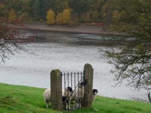 Sheep@Gate.jpeg